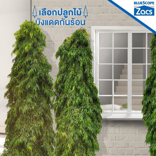 พีนัท บัทเตอร์ บลูสโคป แซคส์ (BLUESCOPE ZACS®)